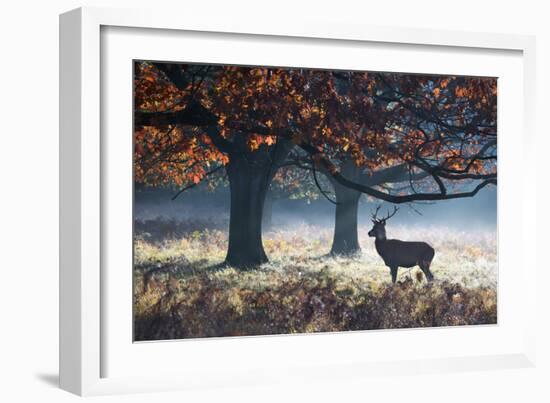 A Red Deer Stag in a Forest with Colorful Fall Foliage-Alex Saberi-Framed Photographic Print