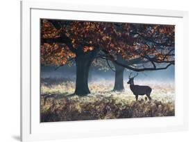 A Red Deer Stag in a Forest with Colorful Fall Foliage-Alex Saberi-Framed Photographic Print