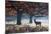 A Red Deer Stag in a Forest with Colorful Fall Foliage-Alex Saberi-Mounted Photographic Print