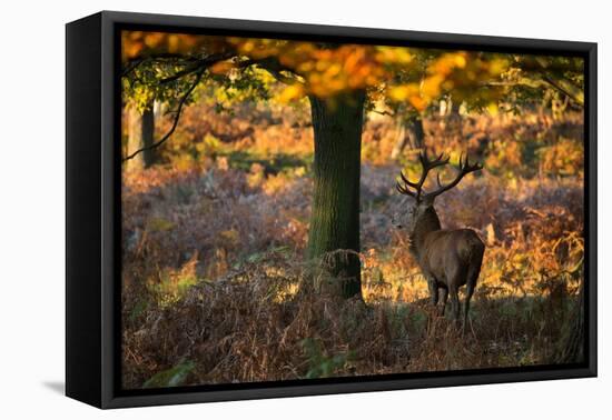 A Red Deer Stag in a Forest with Colorful Fall Foliage-Alex Saberi-Framed Stretched Canvas