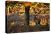 A Red Deer Stag in a Forest with Colorful Fall Foliage-Alex Saberi-Stretched Canvas