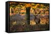 A Red Deer Stag in a Forest with Colorful Fall Foliage-Alex Saberi-Framed Stretched Canvas