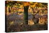 A Red Deer Stag in a Forest with Colorful Fall Foliage-Alex Saberi-Stretched Canvas