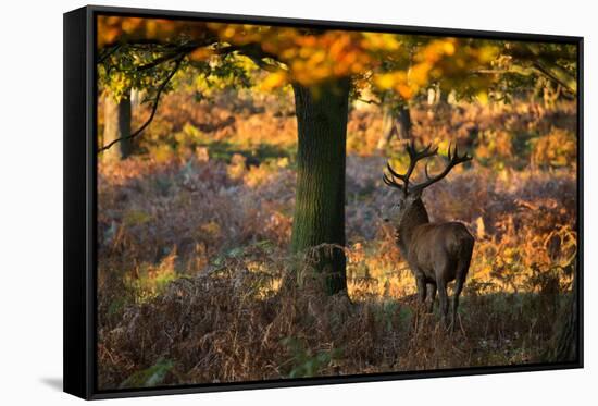 A Red Deer Stag in a Forest with Colorful Fall Foliage-Alex Saberi-Framed Stretched Canvas