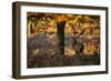 A Red Deer Stag in a Forest with Colorful Fall Foliage-Alex Saberi-Framed Photographic Print