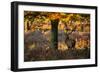 A Red Deer Stag in a Forest with Colorful Fall Foliage-Alex Saberi-Framed Photographic Print