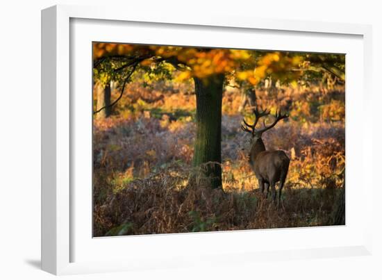 A Red Deer Stag in a Forest with Colorful Fall Foliage-Alex Saberi-Framed Photographic Print