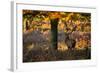 A Red Deer Stag in a Forest with Colorful Fall Foliage-Alex Saberi-Framed Photographic Print