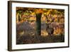 A Red Deer Stag in a Forest with Colorful Fall Foliage-Alex Saberi-Framed Photographic Print