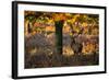 A Red Deer Stag in a Forest with Colorful Fall Foliage-Alex Saberi-Framed Photographic Print