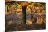 A Red Deer Stag in a Forest with Colorful Fall Foliage-Alex Saberi-Mounted Photographic Print
