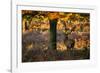 A Red Deer Stag in a Forest with Colorful Fall Foliage-Alex Saberi-Framed Photographic Print