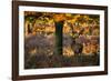 A Red Deer Stag in a Forest with Colorful Fall Foliage-Alex Saberi-Framed Photographic Print