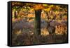 A Red Deer Stag in a Forest with Colorful Fall Foliage-Alex Saberi-Framed Stretched Canvas