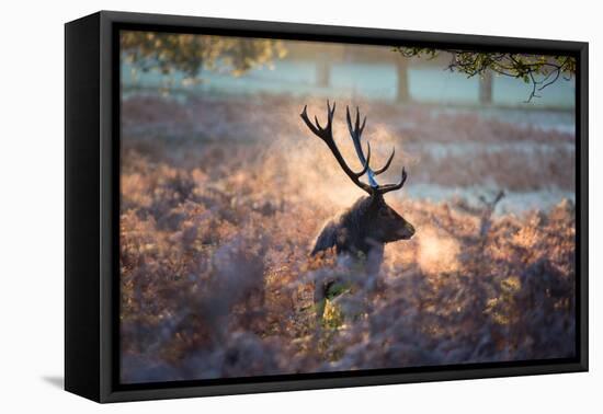 A Red Deer Stag in the Autumn Mists of Richmond Park-Alex Saberi-Framed Stretched Canvas