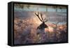 A Red Deer Stag in the Autumn Mists of Richmond Park-Alex Saberi-Framed Stretched Canvas