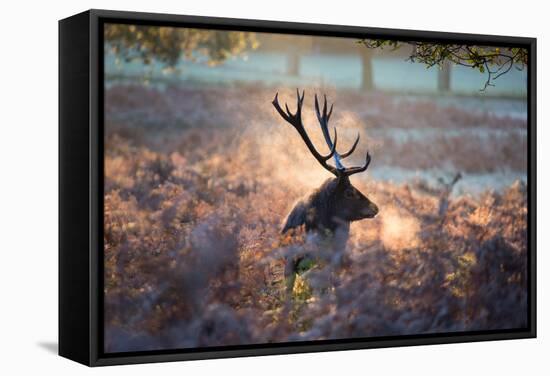 A Red Deer Stag in the Autumn Mists of Richmond Park-Alex Saberi-Framed Stretched Canvas