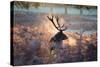 A Red Deer Stag in the Autumn Mists of Richmond Park-Alex Saberi-Stretched Canvas