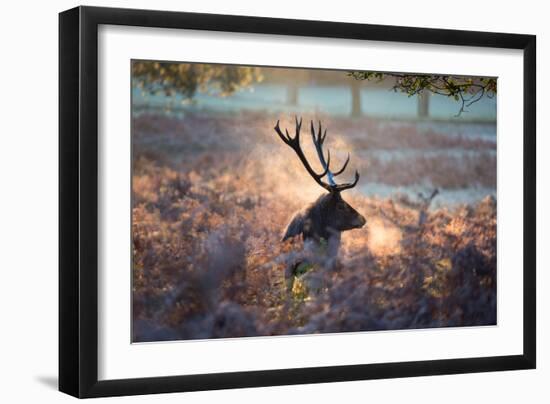A Red Deer Stag in the Autumn Mists of Richmond Park-Alex Saberi-Framed Photographic Print