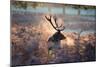 A Red Deer Stag in the Autumn Mists of Richmond Park-Alex Saberi-Mounted Photographic Print