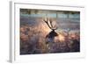 A Red Deer Stag in the Autumn Mists of Richmond Park-Alex Saberi-Framed Photographic Print