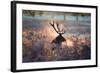 A Red Deer Stag in the Autumn Mists of Richmond Park-Alex Saberi-Framed Photographic Print
