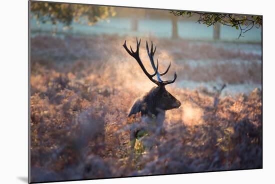 A Red Deer Stag in the Autumn Mists of Richmond Park-Alex Saberi-Mounted Photographic Print