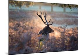 A Red Deer Stag in the Autumn Mists of Richmond Park-Alex Saberi-Mounted Photographic Print