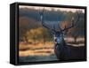 A Red Deer Stag Licks His Lips in an Autumn Landscape-Alex Saberi-Framed Stretched Canvas