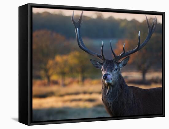 A Red Deer Stag Licks His Lips in an Autumn Landscape-Alex Saberi-Framed Stretched Canvas