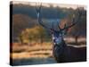 A Red Deer Stag Licks His Lips in an Autumn Landscape-Alex Saberi-Stretched Canvas