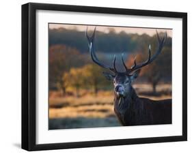 A Red Deer Stag Licks His Lips in an Autumn Landscape-Alex Saberi-Framed Photographic Print
