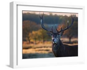 A Red Deer Stag Licks His Lips in an Autumn Landscape-Alex Saberi-Framed Photographic Print