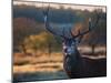 A Red Deer Stag Licks His Lips in an Autumn Landscape-Alex Saberi-Mounted Photographic Print