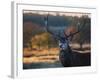 A Red Deer Stag Licks His Lips in an Autumn Landscape-Alex Saberi-Framed Photographic Print