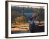 A Red Deer Stag Licks His Lips in an Autumn Landscape-Alex Saberi-Framed Photographic Print