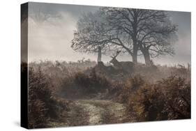 A Red Deer Stag Makes His Way Through a Misty Landscape in Richmond Park-Alex Saberi-Stretched Canvas