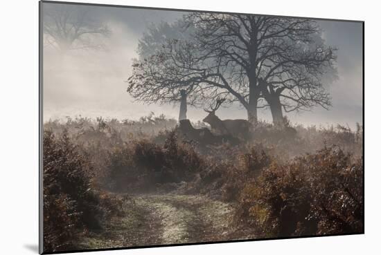 A Red Deer Stag Makes His Way Through a Misty Landscape in Richmond Park-Alex Saberi-Mounted Photographic Print