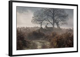 A Red Deer Stag Makes His Way Through a Misty Landscape in Richmond Park-Alex Saberi-Framed Photographic Print