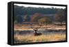 A Red Deer Stag Resting During the Autumn Rut in Richmond Park-Alex Saberi-Framed Stretched Canvas