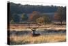 A Red Deer Stag Resting During the Autumn Rut in Richmond Park-Alex Saberi-Stretched Canvas