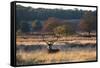 A Red Deer Stag Resting During the Autumn Rut in Richmond Park-Alex Saberi-Framed Stretched Canvas