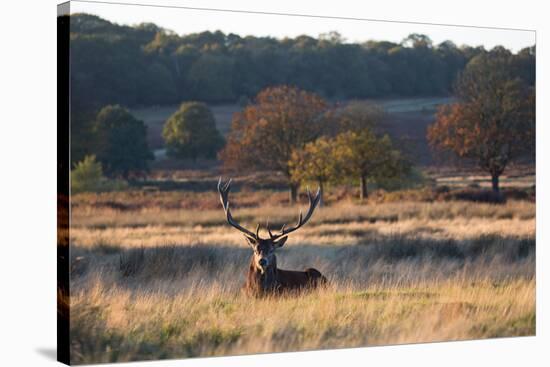A Red Deer Stag Resting During the Autumn Rut in Richmond Park-Alex Saberi-Stretched Canvas