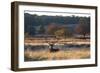 A Red Deer Stag Resting During the Autumn Rut in Richmond Park-Alex Saberi-Framed Photographic Print