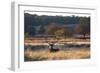 A Red Deer Stag Resting During the Autumn Rut in Richmond Park-Alex Saberi-Framed Photographic Print