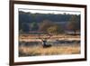 A Red Deer Stag Resting During the Autumn Rut in Richmond Park-Alex Saberi-Framed Photographic Print