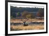 A Red Deer Stag Resting During the Autumn Rut in Richmond Park-Alex Saberi-Framed Photographic Print