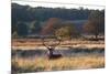 A Red Deer Stag Resting During the Autumn Rut in Richmond Park-Alex Saberi-Mounted Photographic Print