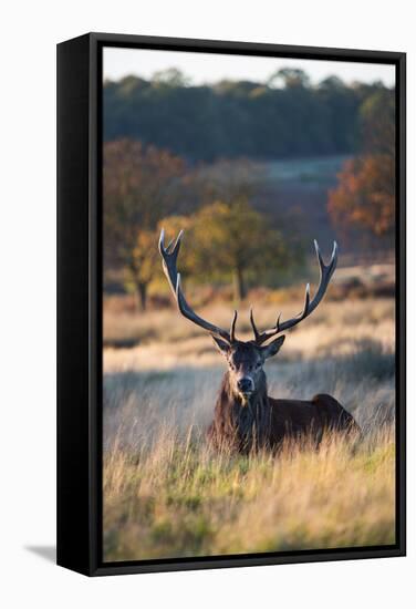 A Red Deer Stag Resting During the Autumn Rut in Richmond Park-Alex Saberi-Framed Stretched Canvas