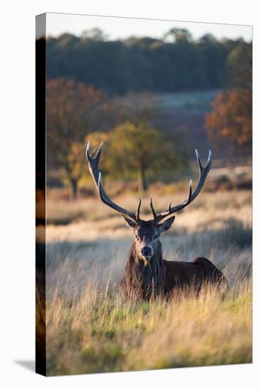 A Red Deer Stag Resting During the Autumn Rut in Richmond Park-Alex Saberi-Stretched Canvas